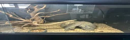 Leopard Gecko reptiles for sale: Leopard gecko healthy  in Waterlooville - Advert 6