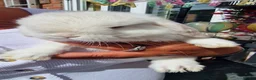 Mini Lop rabbits for sale: Reduced 🩵 7 Wks Blue Otter Split & Broken White - Advert 13