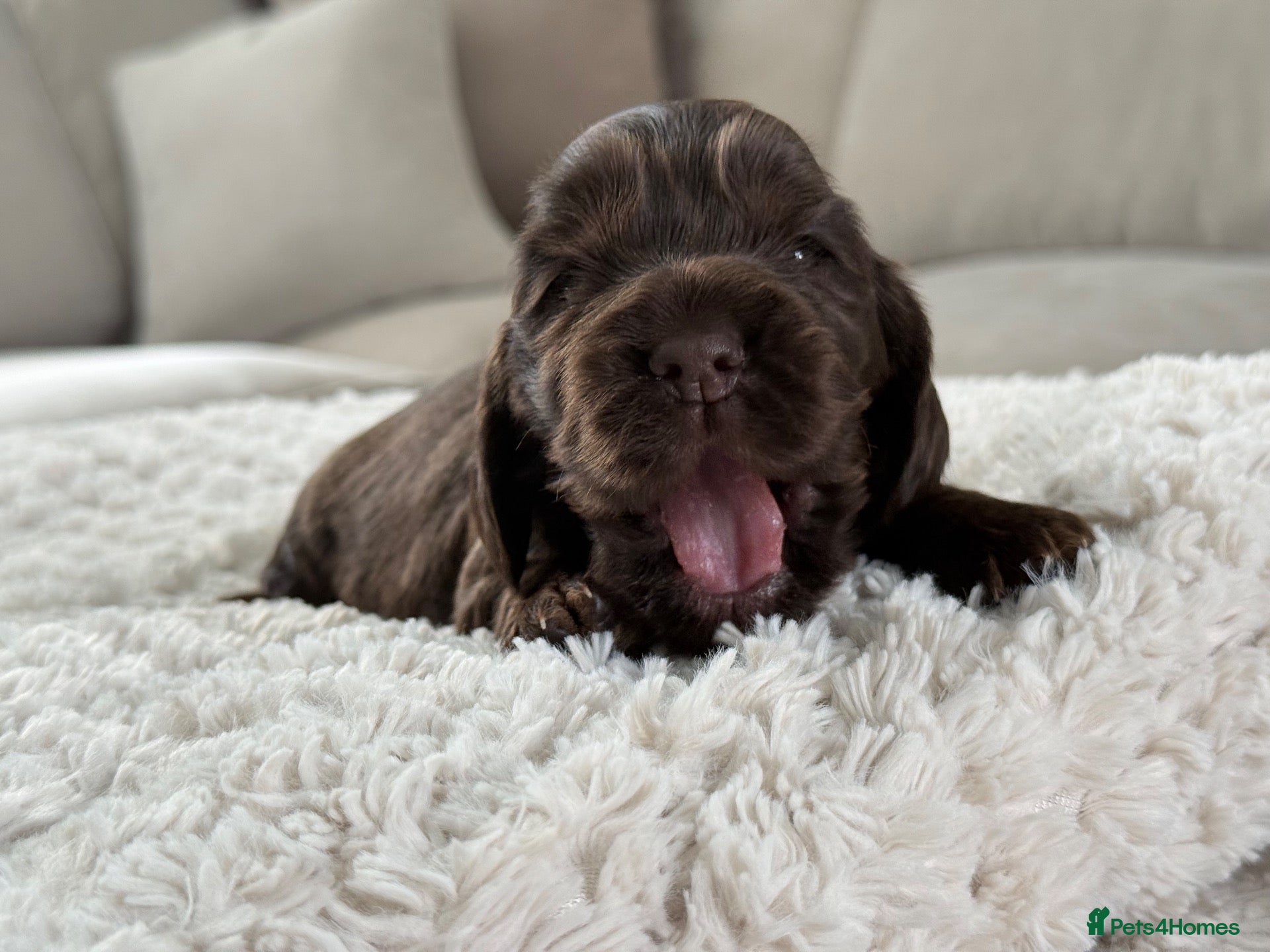 Cocker Spaniel dogs Show type cocker spaniels - Advert 2