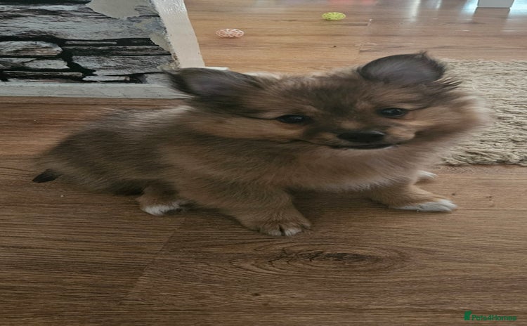 German Spitz dogs - Advert 1