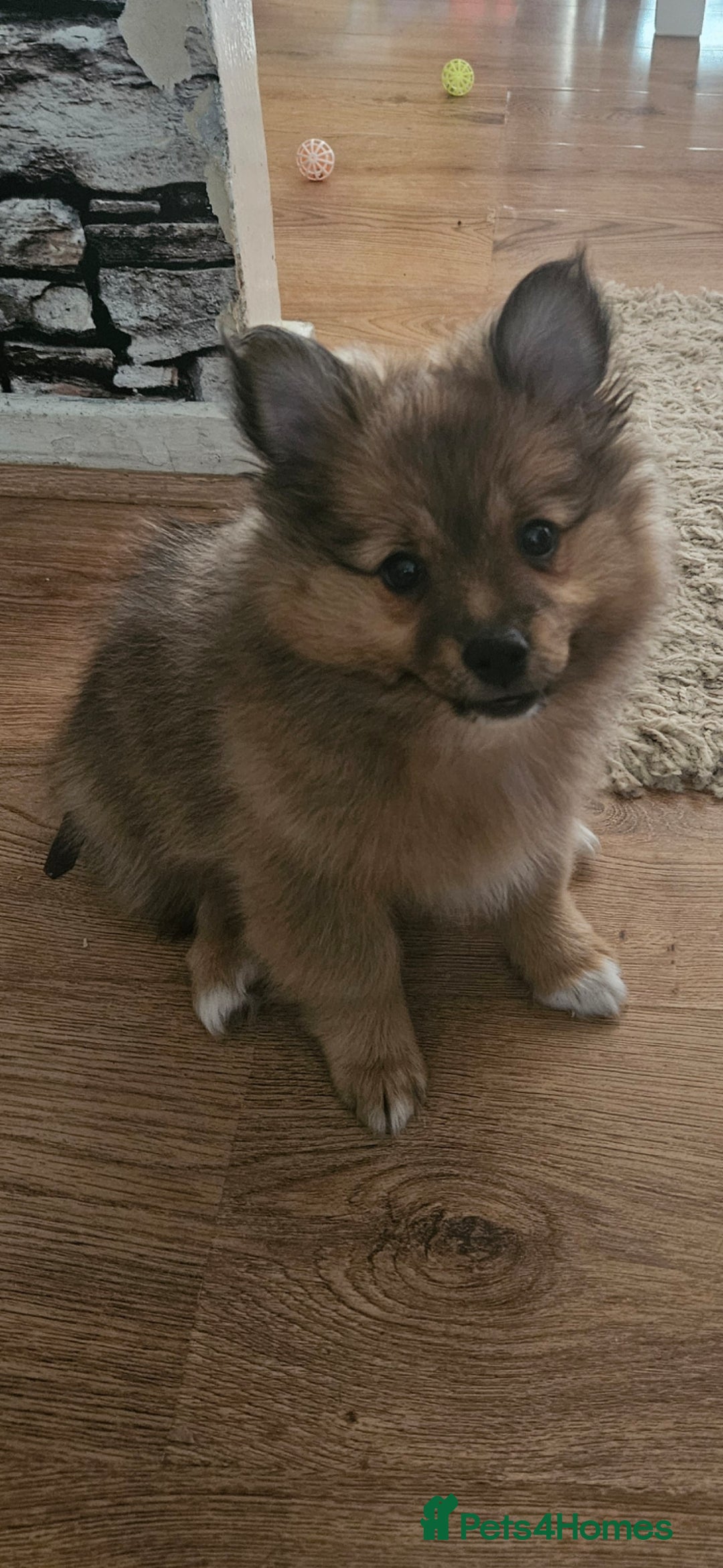 German Spitz dogs for sale: German spitz puppy girl - Image 1