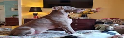 Weimaraner dogs for sale: Weimaraner KC REGISTERED 1yr Girl.  - Advert 19