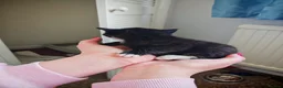 Domestic Shorthair cats for sale: Little tuxedo kittens🐈‍⬛🤍 - Advert 4