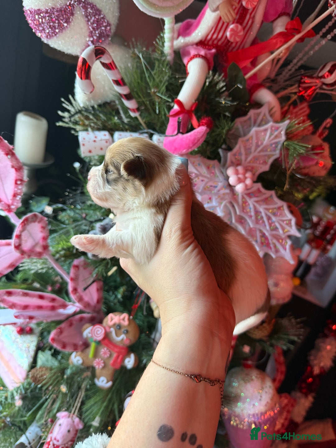 Mixed Breed dogs for sale: Beautiful pups for sale!  - Advert 23