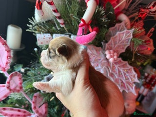 Mixed Breed dogs Beautiful pups for sale! - Advert 9