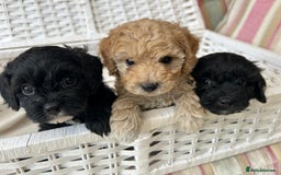Cavachon dogs for sale: Outstanding Cavapoochon Puppies - Image 6