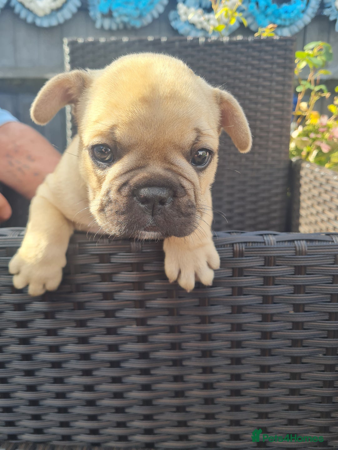 French Bulldog dogs for sale: French Bulldog puppies - Image 14