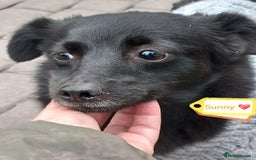 Mixed Breed dogs for adoption: 💖🐶 SUNNY 🐶💖 - Image 2