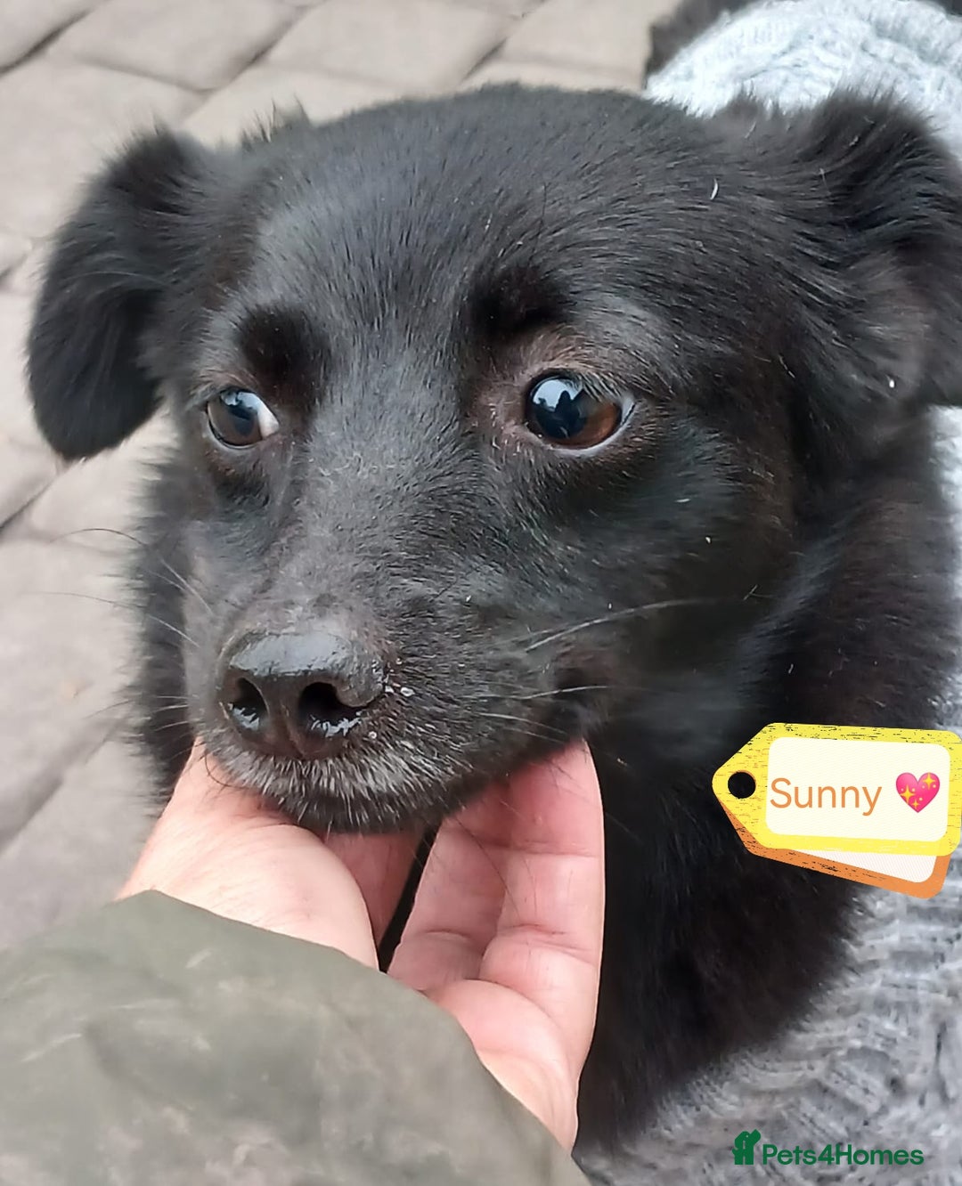 Mixed Breed dogs for adoption: 💖🐶 SUNNY 🐶💖 - Image 2