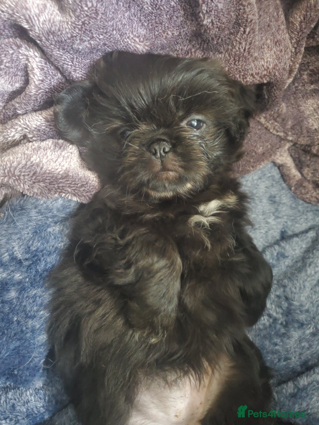 Mixed Breed dogs for sale: Shih Tzu cross Pug puppies - Advert 4