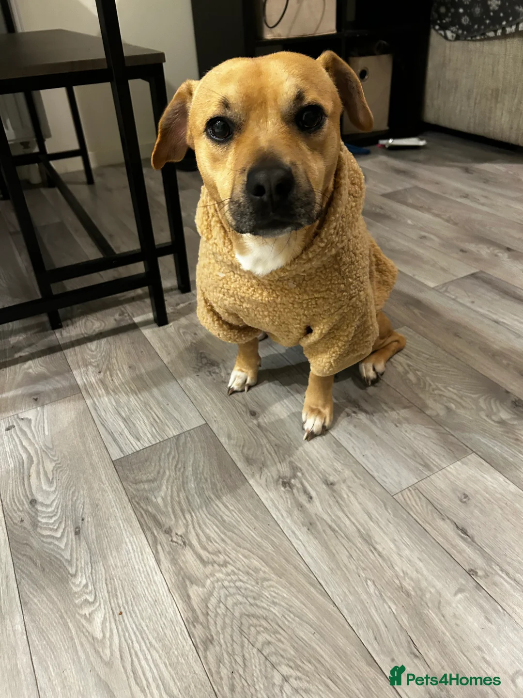 Mixed Breed dogs for sale: Staffy x jack russel  in Bristol - Advert 1