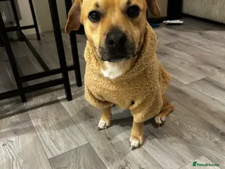 Mixed Breed dogs Staffy x jack russel in Bristol - Advert 1