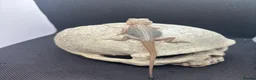 Bearded Dragon reptiles for sale: Spectacular baby dragons ready now  - Advert 3