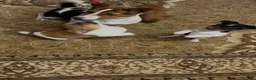 Jack Russell dogs for sale: Jack russel pups  in Darwen - Advert 5