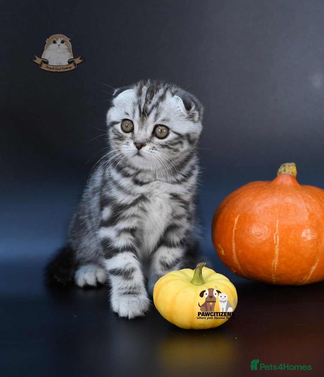 Scottish Fold cats for sale: LICENSED CATTERY, PURE BREED TOP QUALITY KITTENS - Image 21