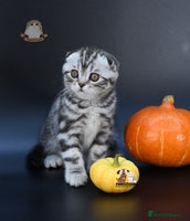 Scottish Fold cats LICENSED CATTERY, PURE BREED TOP QUALITY KITTENS - Advert 2