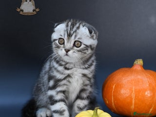 Scottish Fold cats LICENSED CATTERY, PURE BREED TOP QUALITY KITTENS - Advert 9