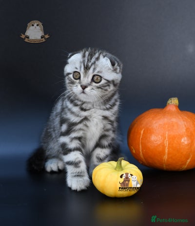 Scottish Fold cats LICENSED CATTERY, PURE BREED TOP QUALITY KITTENS - Advert 9