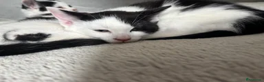 Mixed Breed Kitten 1