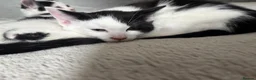 Mixed Breed cats for sale: Beautiful Maincoon cross kittens 🩷 - Advert 9