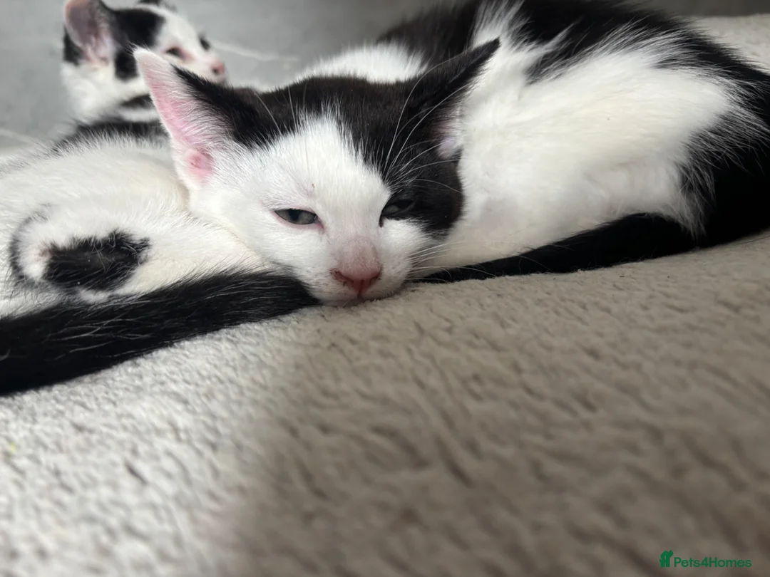 Mixed Breed cats for sale: Beautiful Maincoon cross kittens 🩷 - Advert 9