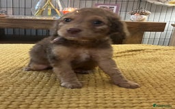 Cockapoo dogs for sale: Cockapoo puppies  - Image 7