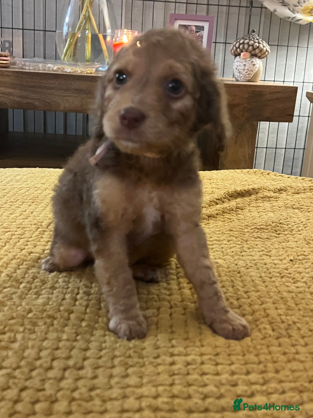 Cockapoo dogs for sale: Cockapoo puppies  - Image 7