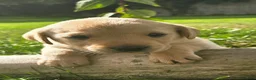 Labrador Retriever dogs for sale: *Beautiful kc, Dna clear labrador puppies* - Advert 4