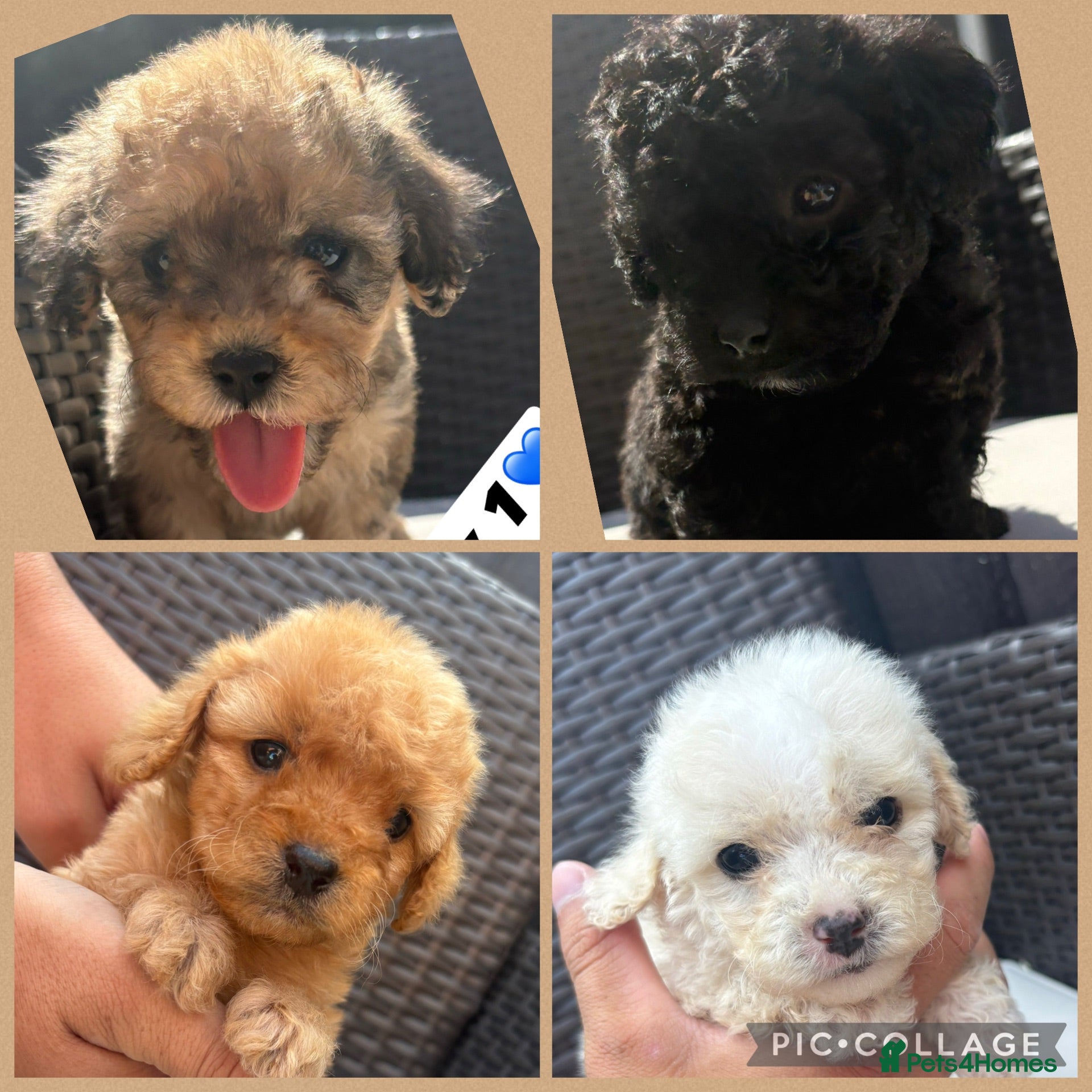 Cavapoo dogs F2 Cavapoo puppies for sale - Advert 2