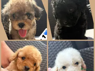 Cavapoo dogs F2 Cavapoo puppies for sale - Advert 10
