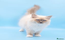 Ragdoll cats for sale:  gccf blue mitted girl champion lines 1 left  - Image 8
