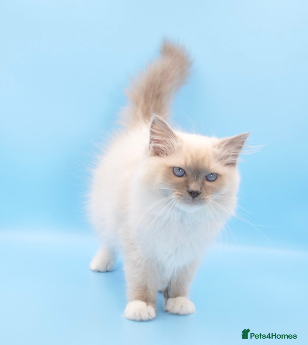 Ragdoll cats for sale:  gccf blue mitted girl champion lines 1 left  - Image 8