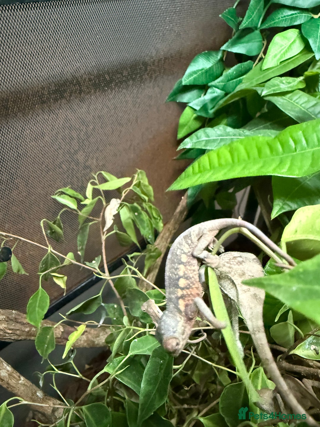 Chameleon reptiles for sale: Stuning bluebar ambilobe chameleons male female - Image 4