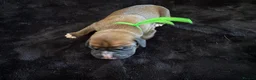Boxer dogs for sale: Boxer - Advert 6