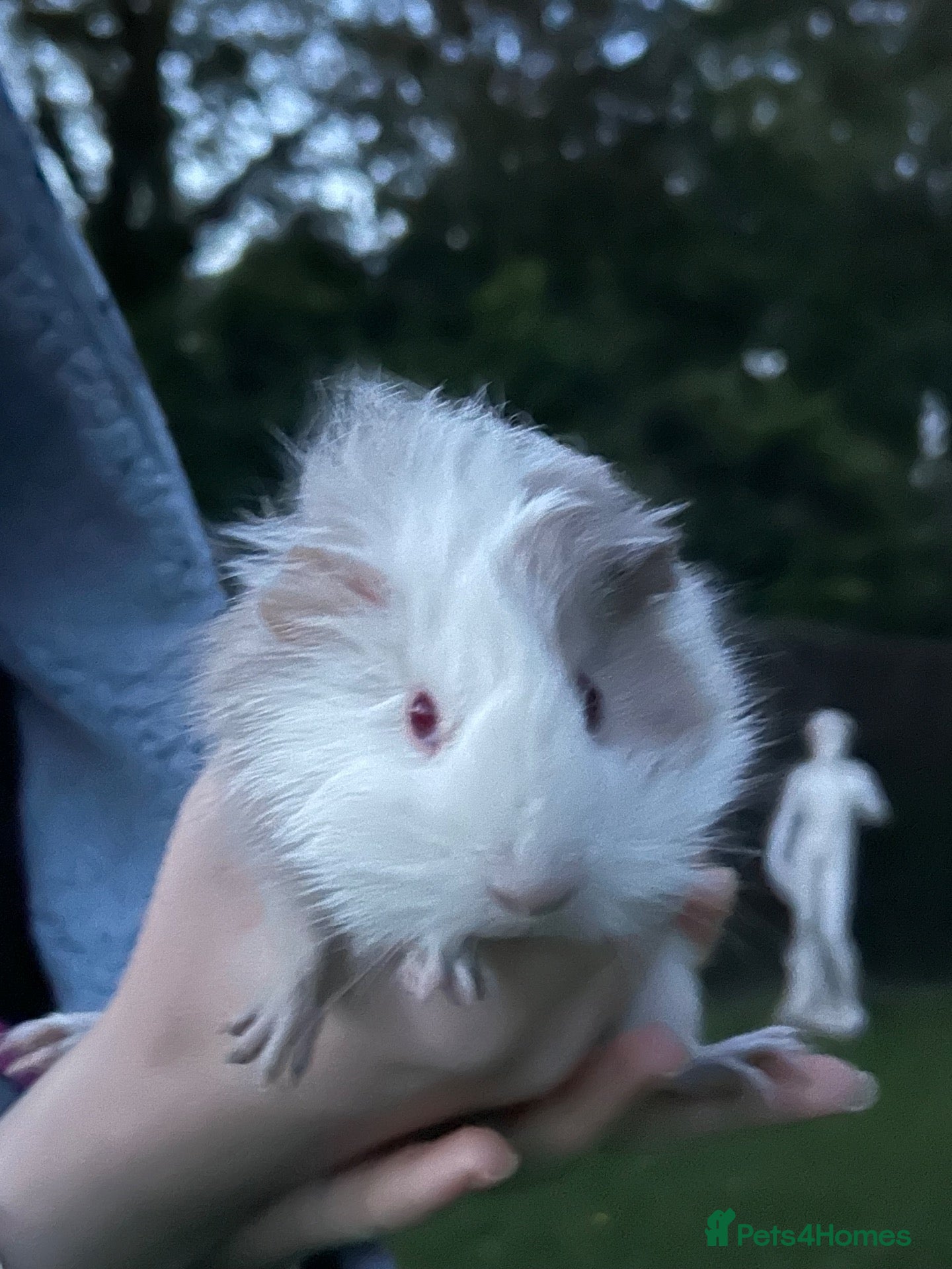 Guinea Pig rodents Guinea pigs 8 weeks old - Advert 2
