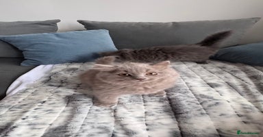 British Longhair cats in Watford - Advert 5