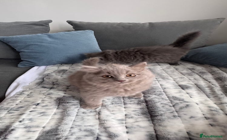 British Longhair cats in Watford - Advert 2