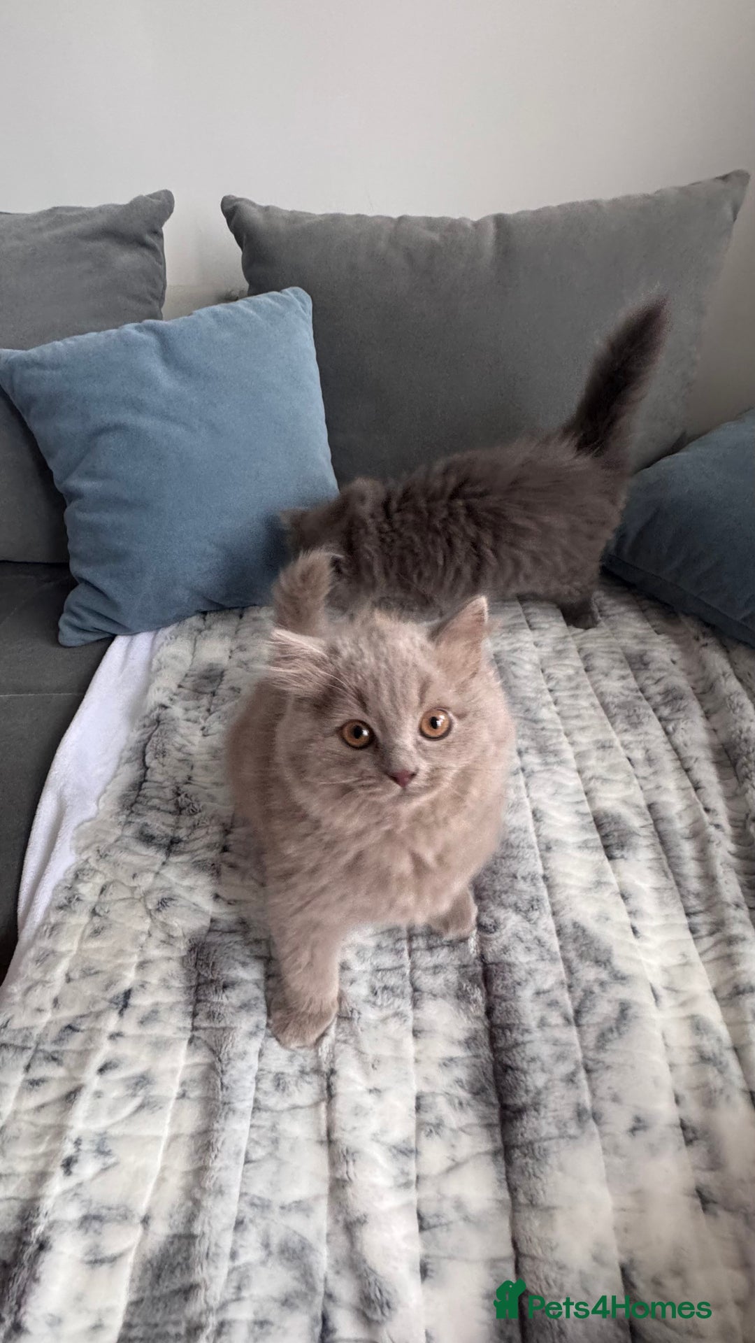 British Longhair cats for sale: British longhair last boy last girl in Watford - Image 4