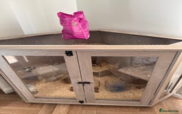 Hamster rodents for sale: Hamster and cage for sale - Advert 4