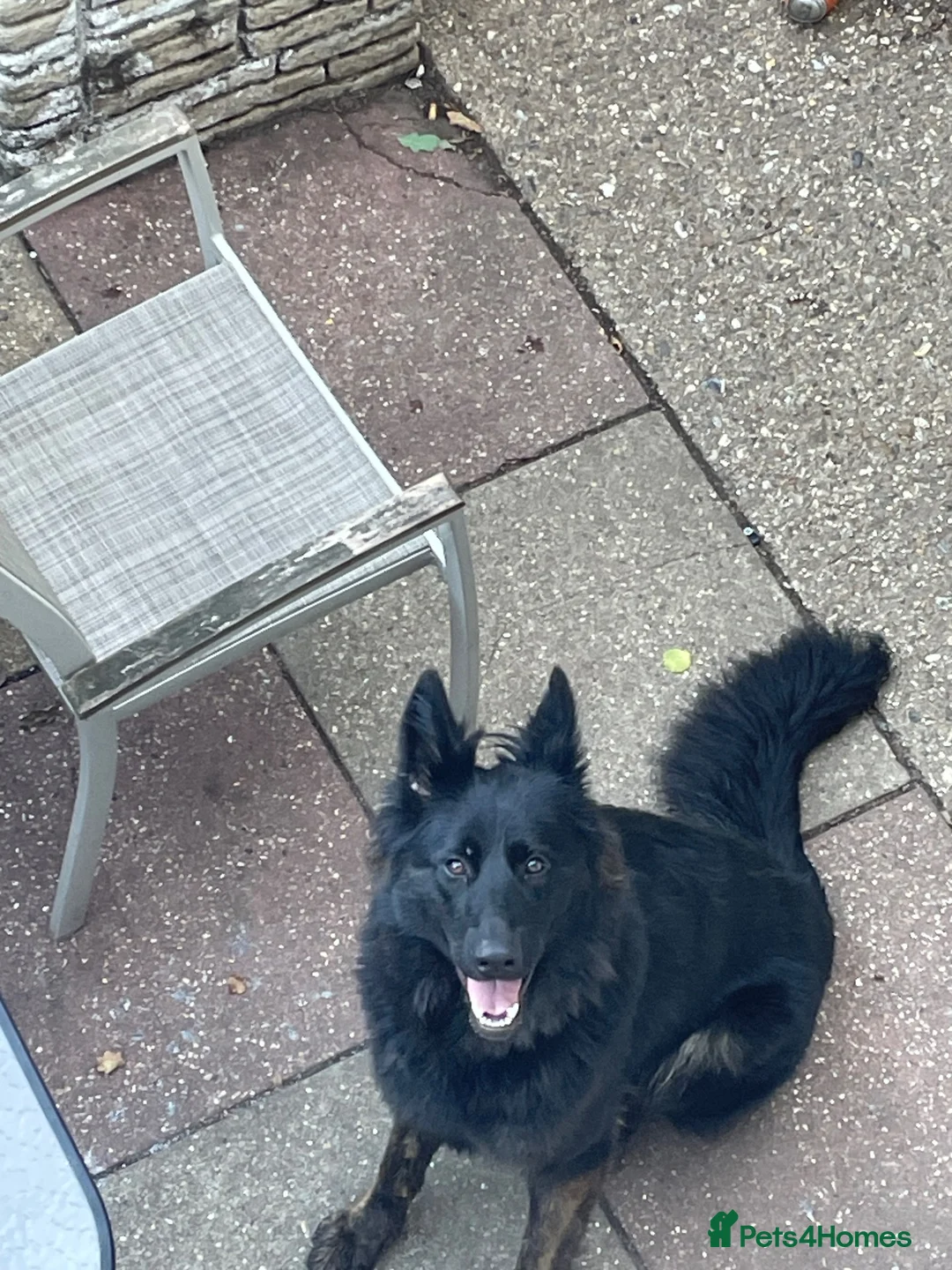 German Shepherd dogs for sale: 2 year old German shepherd  in Hook - Advert 2