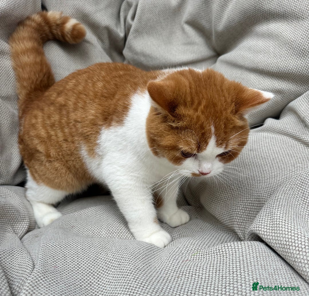 British Shorthair cats for sale: British Shorthair Chunky kittens - Image 13