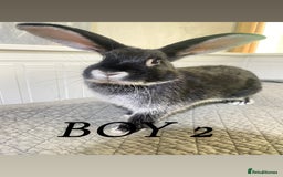 Mixed Breed rabbits for sale: Bunnies in Cheddar - Image 5