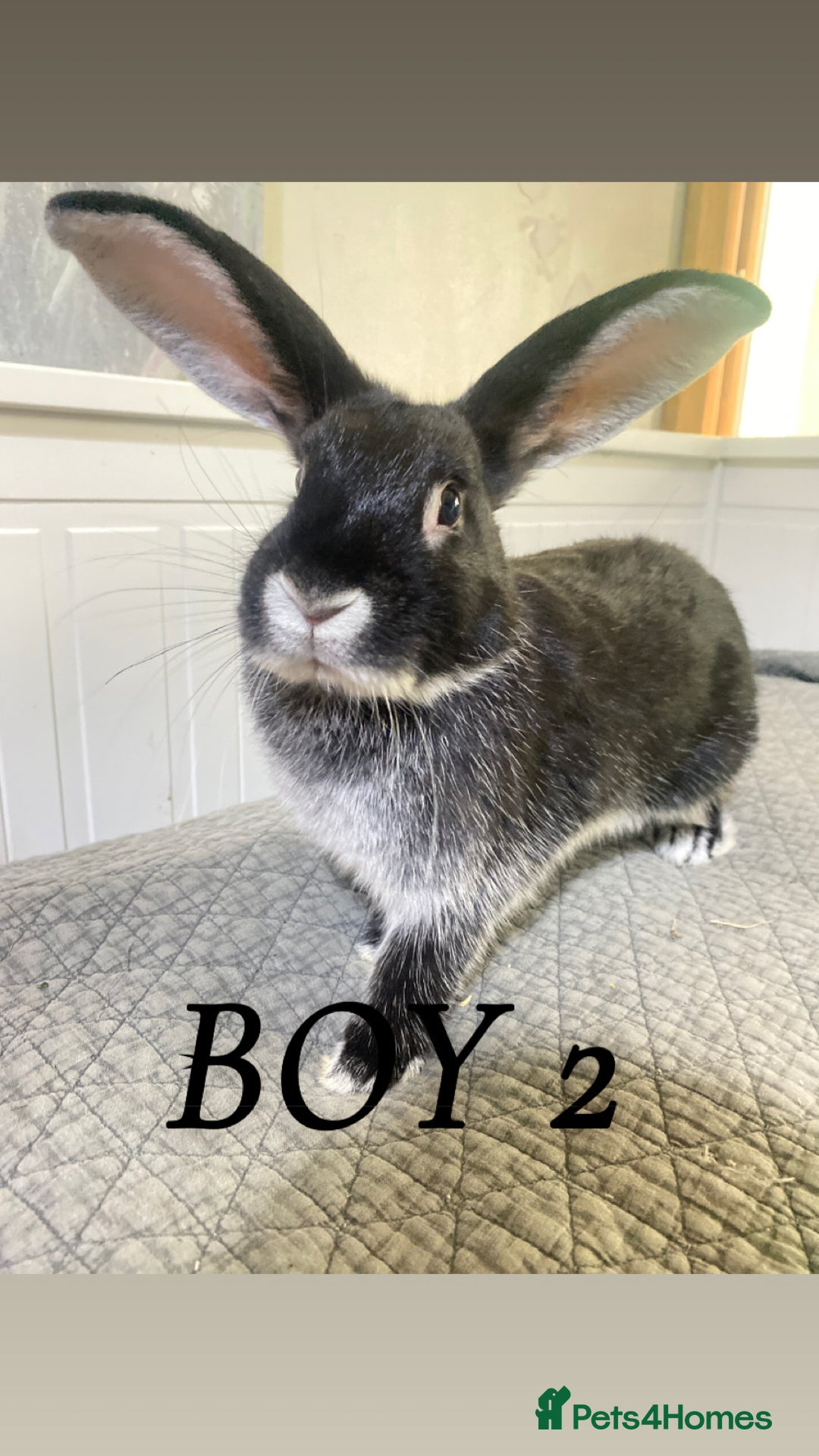 Mixed Breed rabbits for sale: Bunnies in Cheddar - Image 5