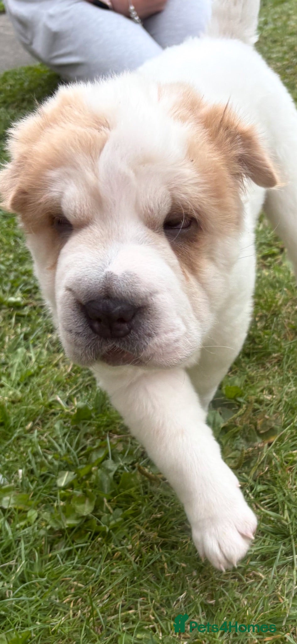 Shar Pei dogs Bear coat 2 boys left REDUCED!!! Rkc sharpei  - Advert 1