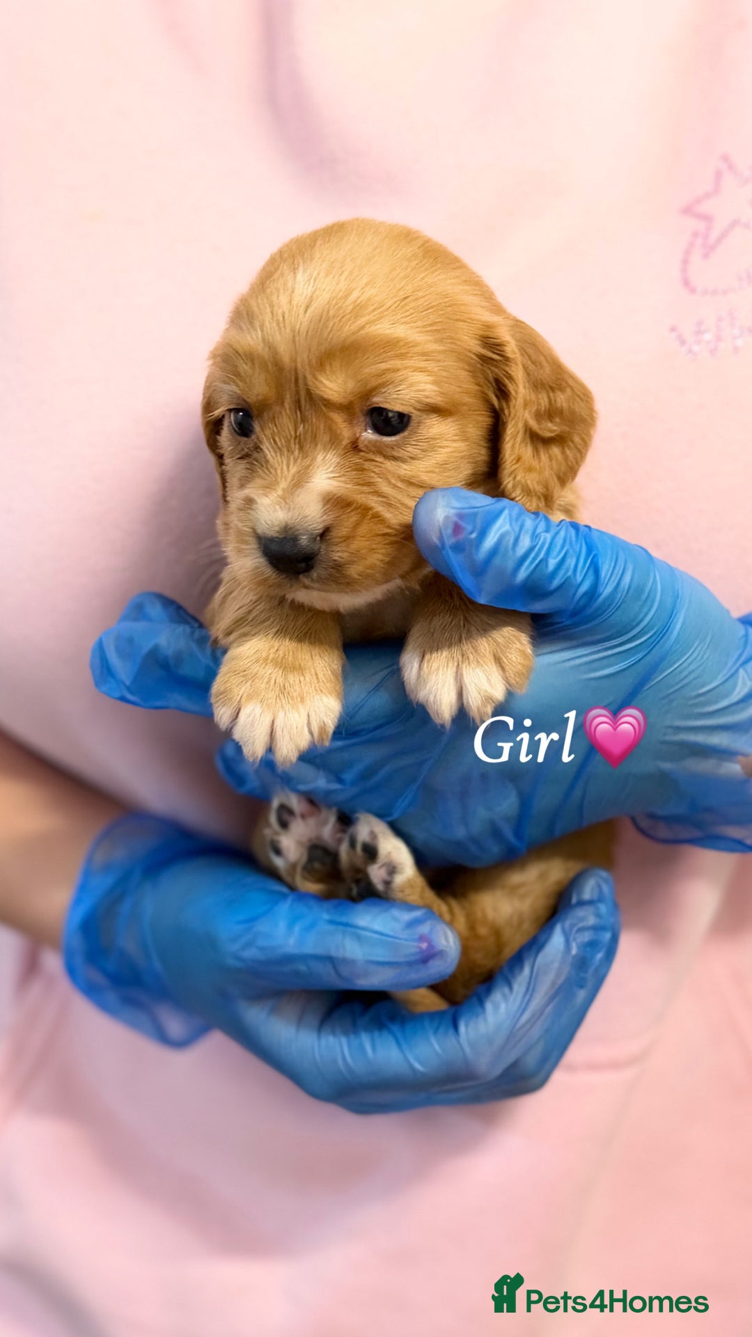 Cocker Spaniel dogs for sale: PureBred Cocker spaniel   - Advert 9