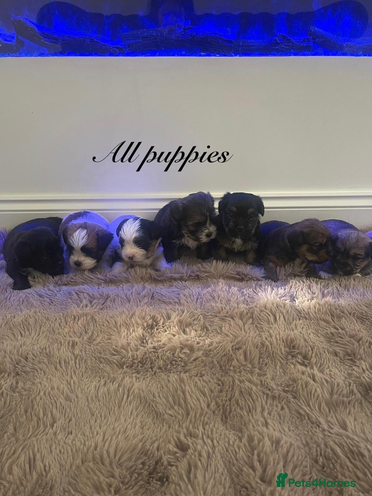 Shorkie dogs 7 adorable shorkie puppies ready to go soon - Advert 2