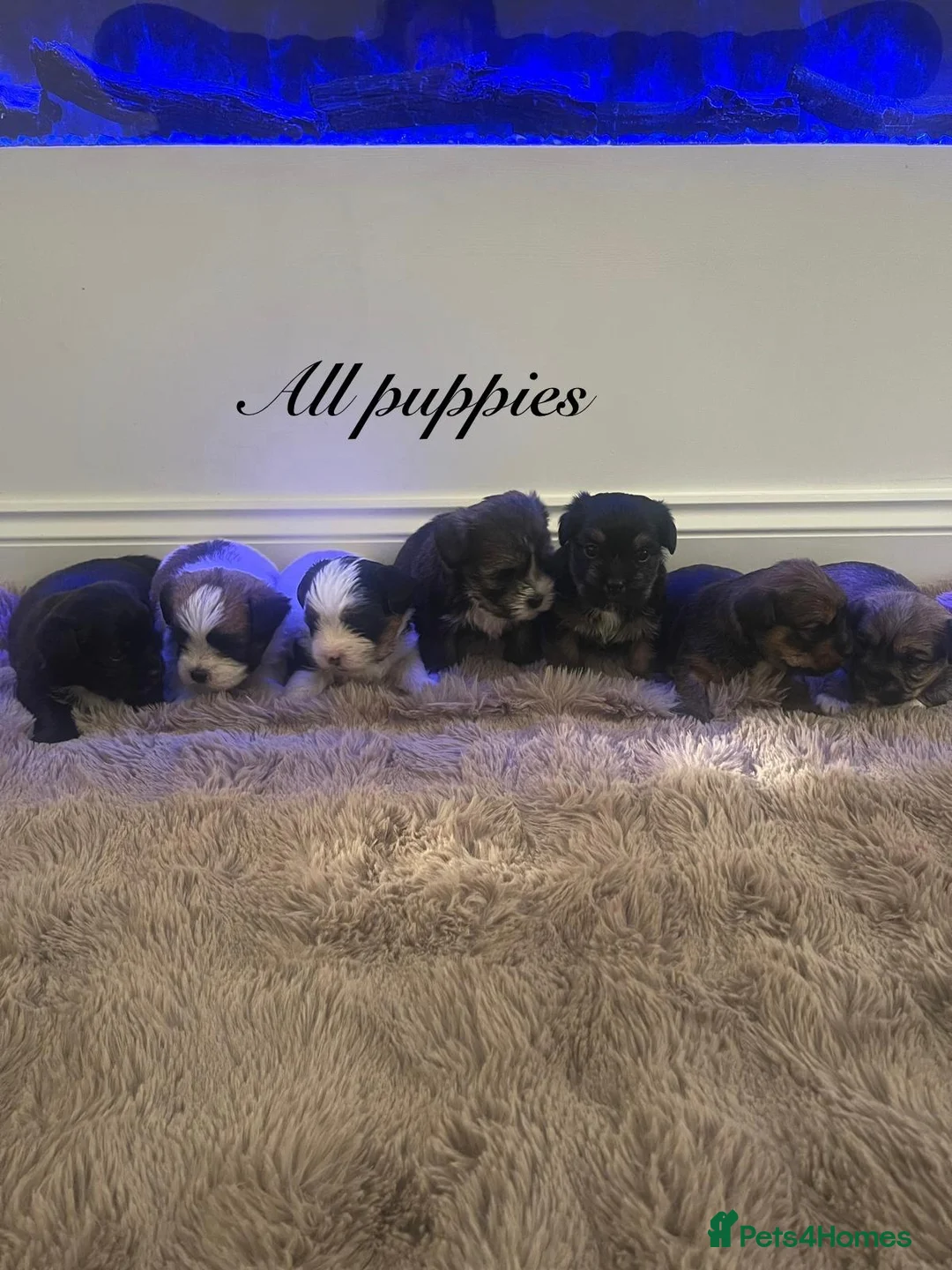 Shorkie dogs for sale: 7 adorable shorkie puppies ready to go soon in Leigh - Advert 2