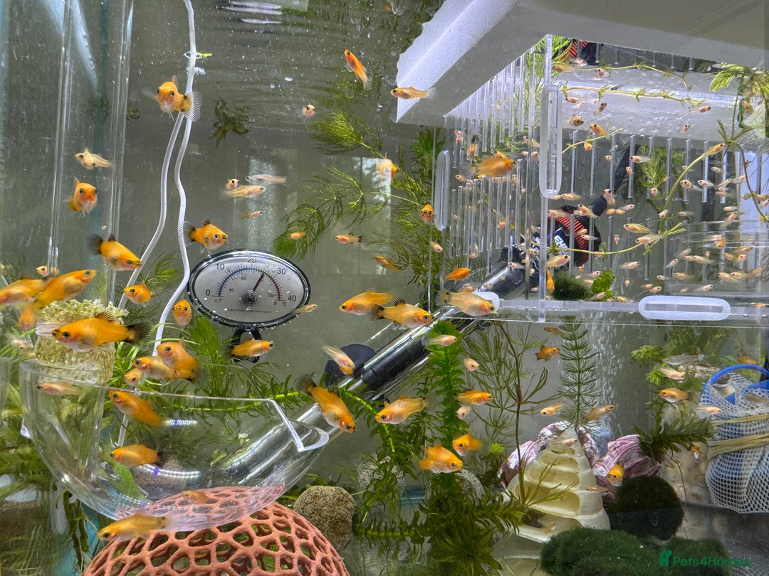 Platies fish for sale: Small platys for sale £1 each in Bromley - Image 26