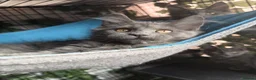 Maine Coon cats for sale: 🔥*💙*STUNNING SOLID BLUE MAINE COON KITTENS*💙*🔥 - Advert 8