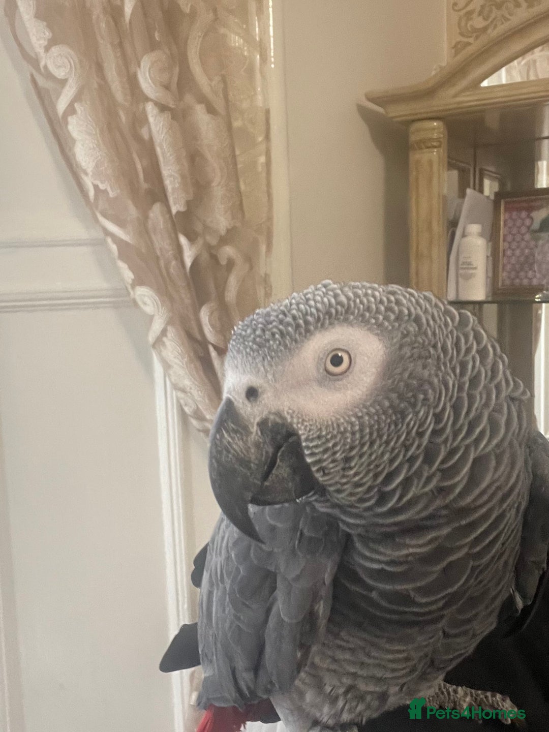 Parrots birds for sale: African Grey Parrot tame brill talker inc cage  - Advert 5